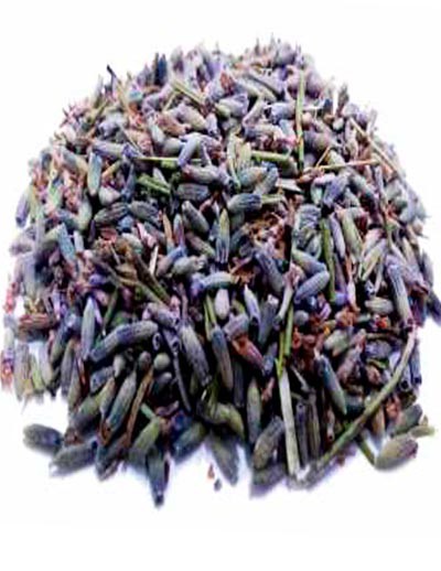 LAVANDA ((Lavandula hybrida)Espliego